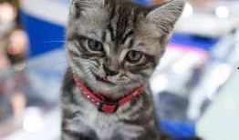 吃鸡皮肤爆料最新猫教官,吃鸡战场新宠，神秘皮肤首曝引期待