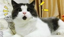 吃鸡皮肤爆料最新猫教官,吃鸡战场新宠，神秘皮肤首曝引期待